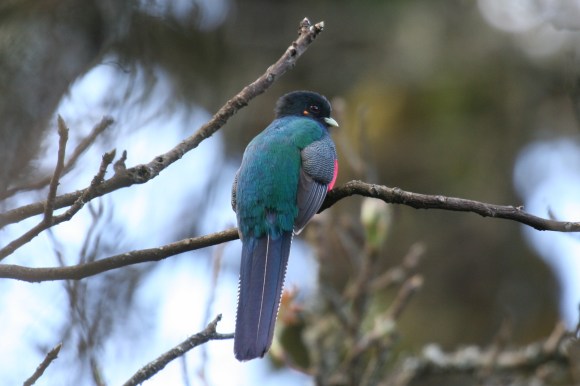 Bar-tailed Trogon