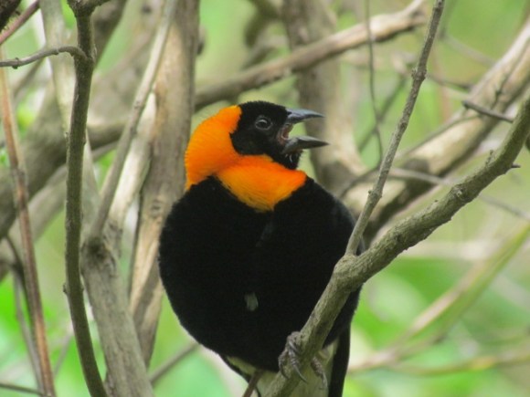 black bishop 046