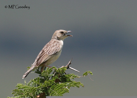 Cisticola-CroakingQ