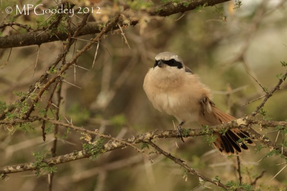 Red-tailed-Shrike2