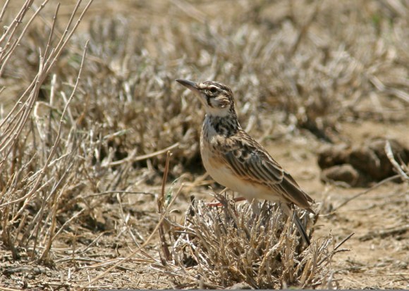 Short-tailed Lark