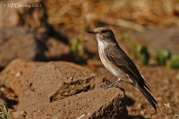 spotted-flycatcher-babs