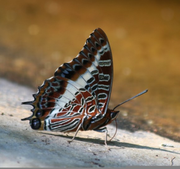 WHITE-BARRED EMPEROR, charaxes brutus natalensis