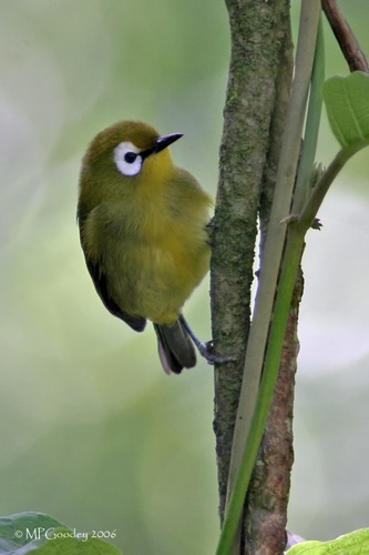 white-eye