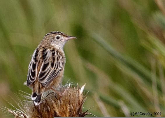 Zitting-Cisticola
