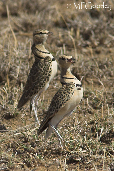 374208248_f3b86f6e87_o