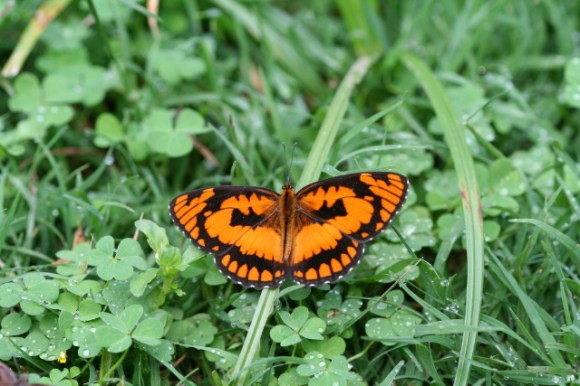 AFRICAN JOCKER, byblia anvatara 1_1