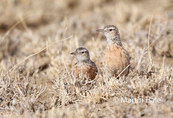 beesley's lark(MH)