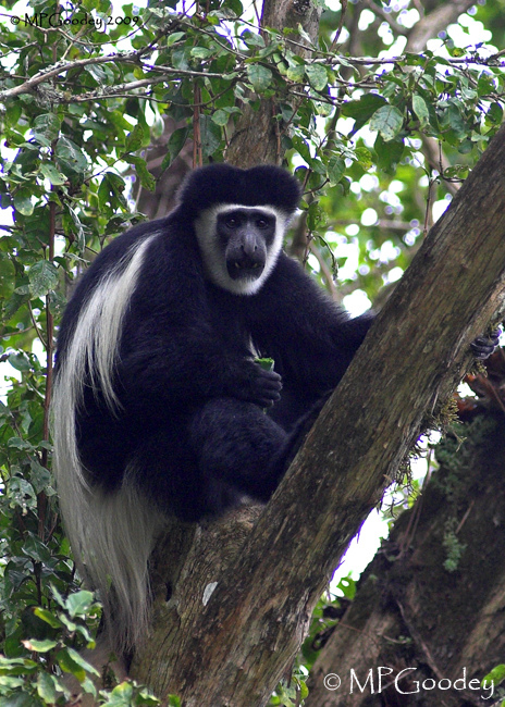 colobus