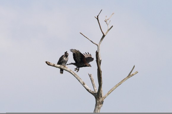Eagle, Crowned Cape Vidal SA AR-140
