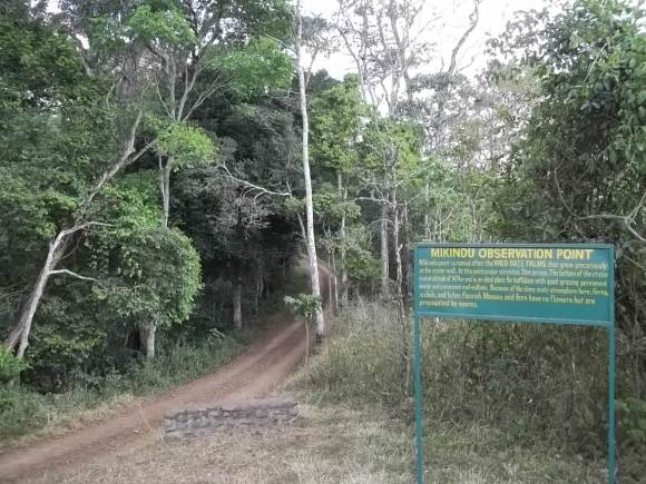 Forest at Mikindu Observation point
