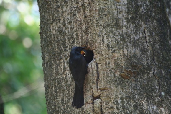 Kenrick's Starling.feeding.juv