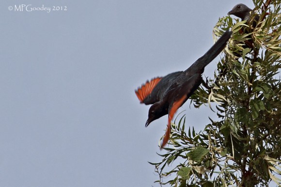 red-winged-starling