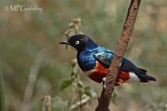 superb-starling