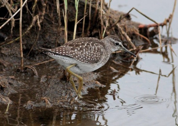 Wood_Sand