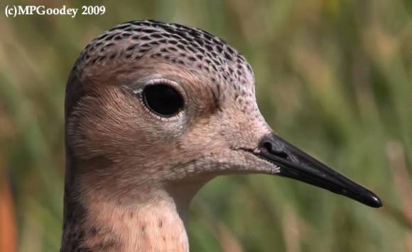 10556344_287183071472160_24810105863613899_n