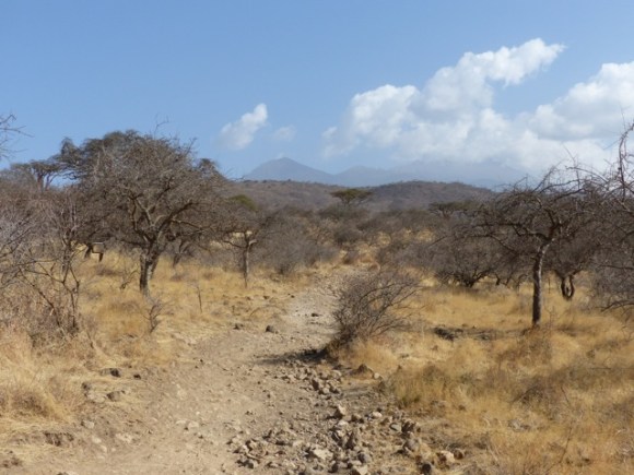 Acacia woodland north of Mt Meru