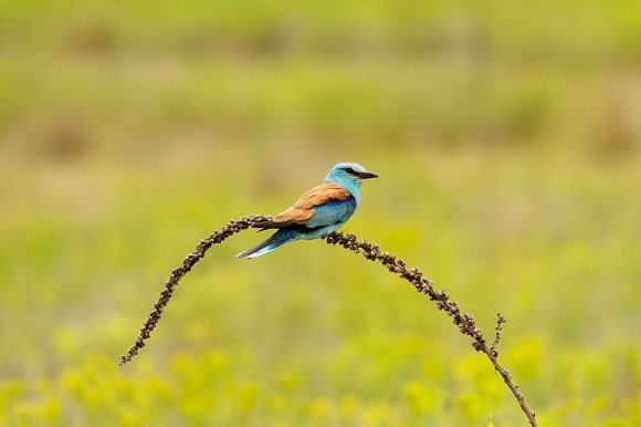 European Roller (Romania)