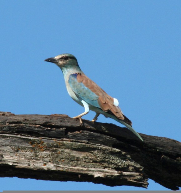 EURASIAN ROLLER, coracias g garrulus