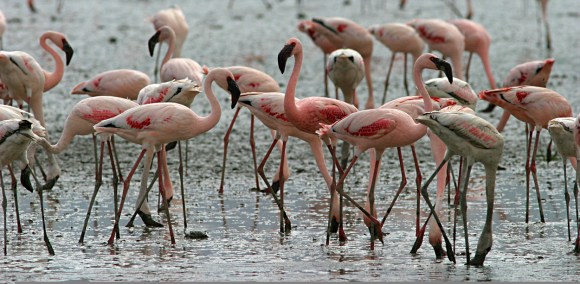 Feeding Flamingos