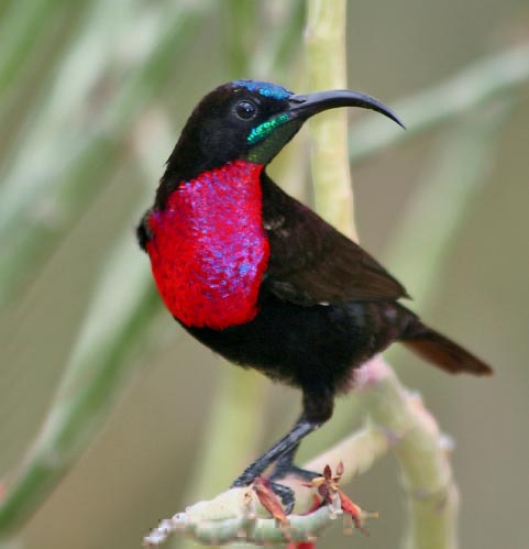 SCARLET-CHESTED SUNBIRD, chalcomitra senegalensis_1_2