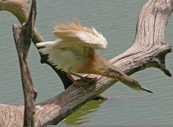 Squacco-Heron