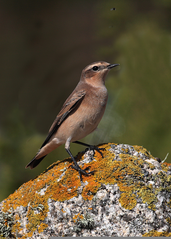 Wheatear