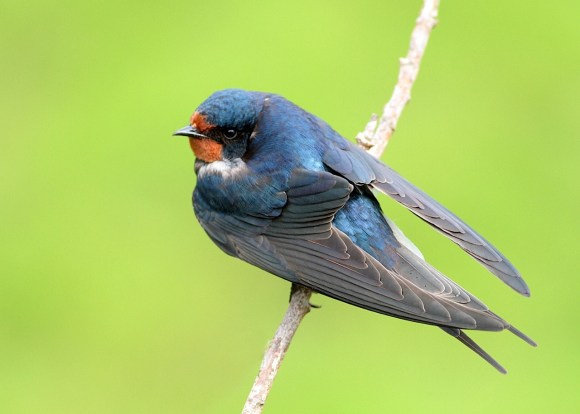 BarnSwallow