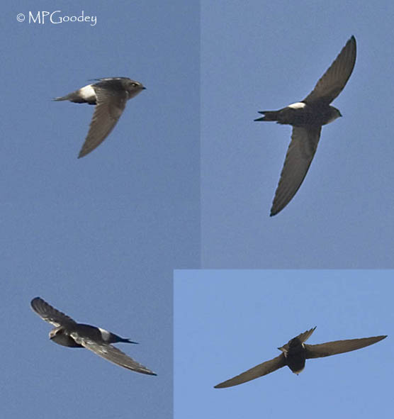 Horus Swifts