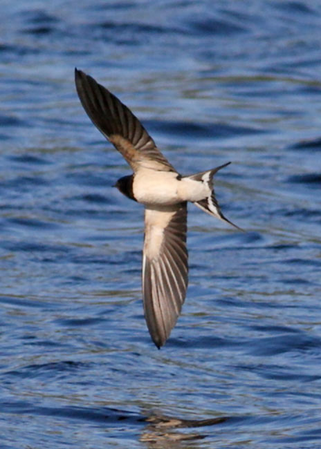 PortHellickBarnSwallow