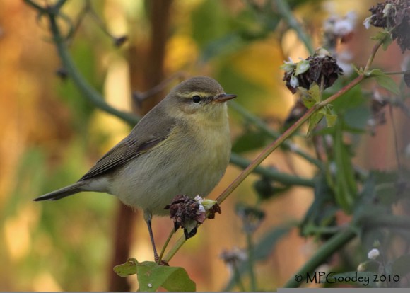 Willow-Warbler2JAW