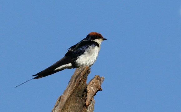 Wire-tailed_Swallow