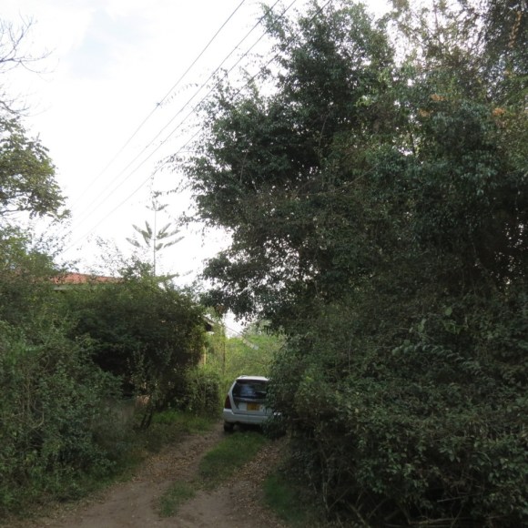 AfWoodOwl_ersatz-jungle