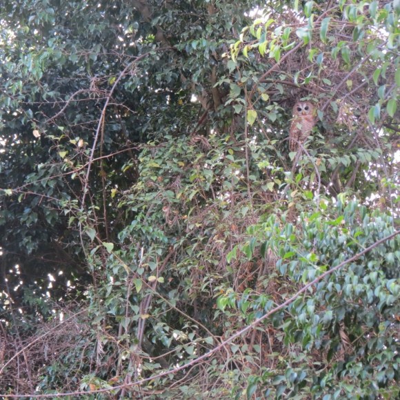 AfWoodOwl_intermediate