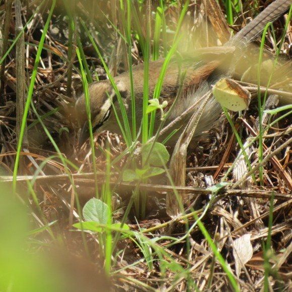 Brown-crowned_Tchagra