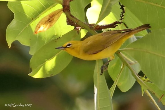 Gambian-Yellow-White-eye