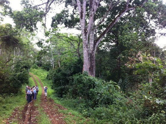 Mikindu_Colobua_watch