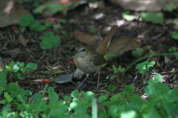 Eastern Nightingale by Anabel Harries