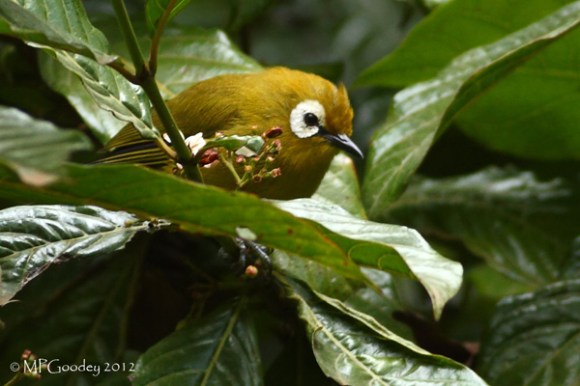 Volcano_White-eye