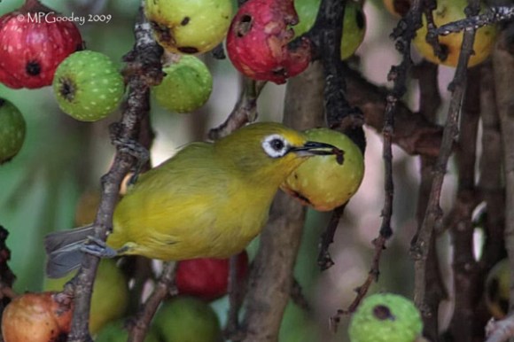 W_Usamabara_White-eye-3