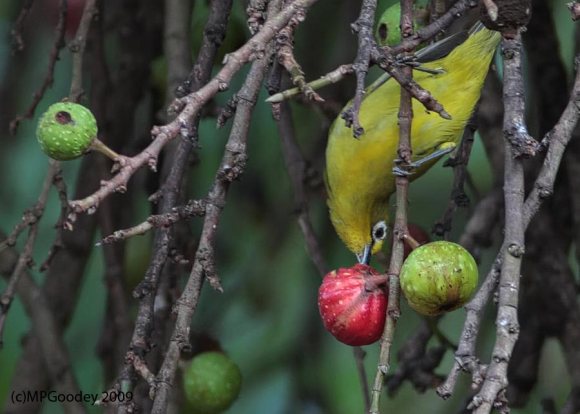 West-Usamabara_White-eye