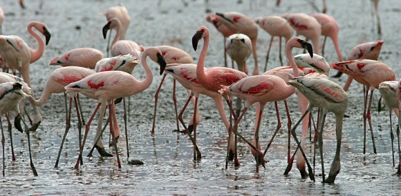 Flamingos