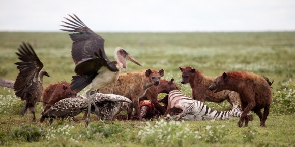 TZ 2013 007 (Zul Bhatia)