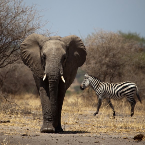 TZ Oct 12 004 (Zul Bhatia)