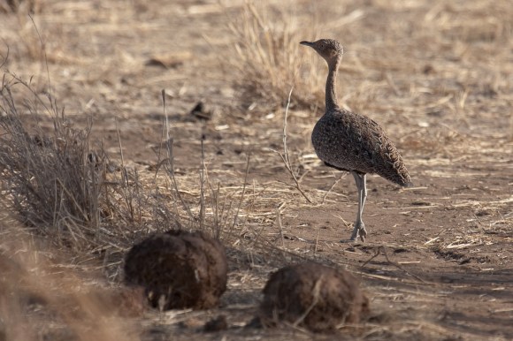 TZ Oct 12 ruficrista (Zul Bhatia)