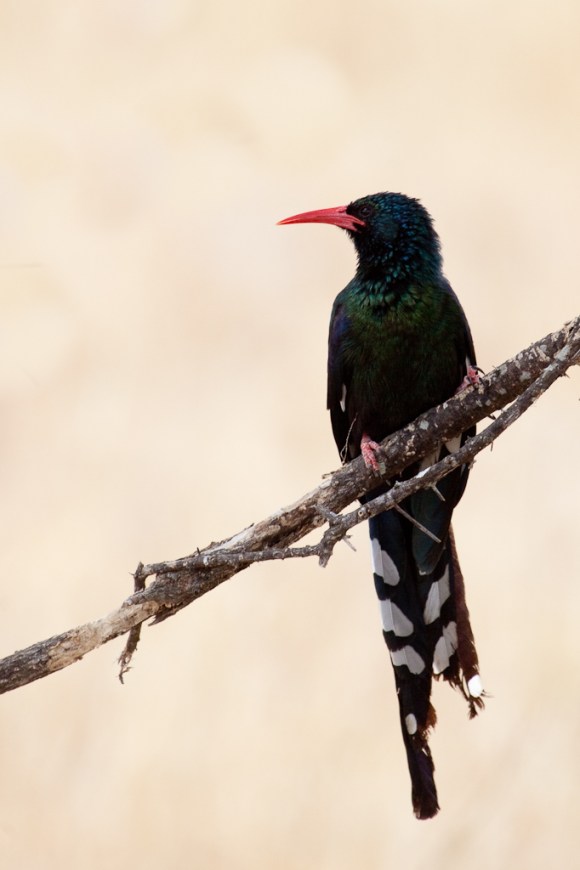 TZ Oct 12 065 (Zul Bhatia)