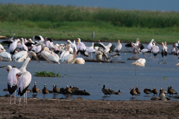Naturetrek TZ Highlights trip 2008