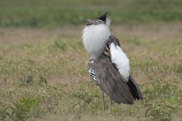 TZ Highlights Zul Bhatia 2007