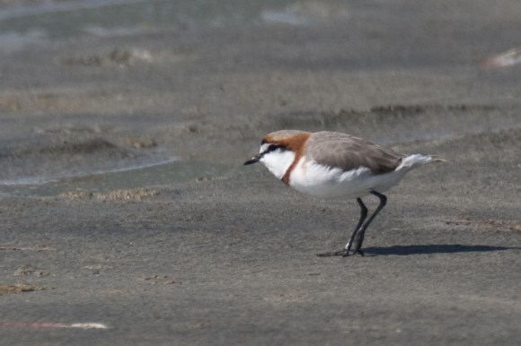 How do you get close to a Chestnut-banded Plover?  (a ZulBhatia-Photo)