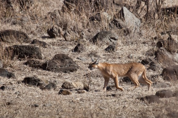 Tz wildlife 13 2351 (Zul Bhatia)